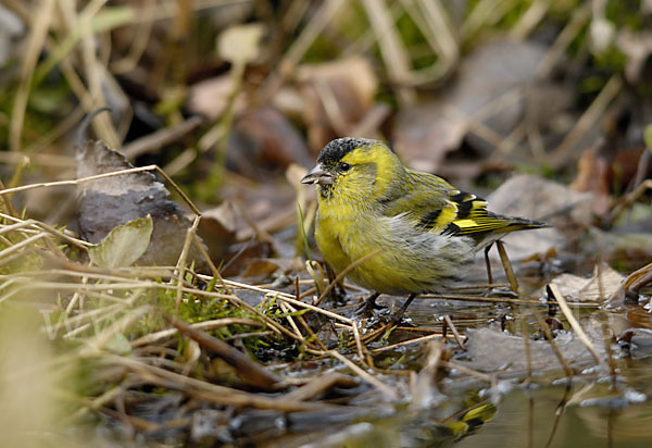 Erlenzeisig (Carduelis spinus)