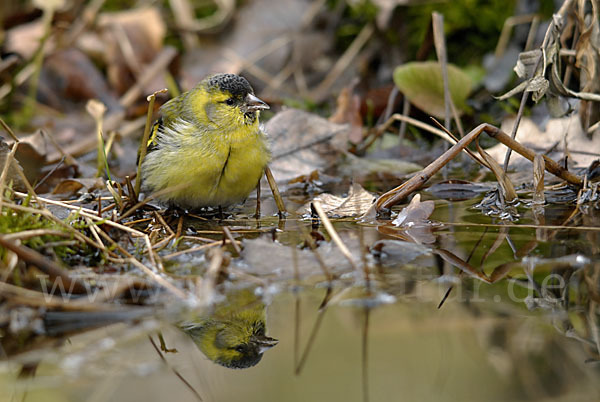 Erlenzeisig (Carduelis spinus)