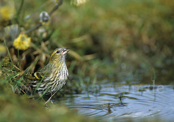 Erlenzeisig (Carduelis spinus)