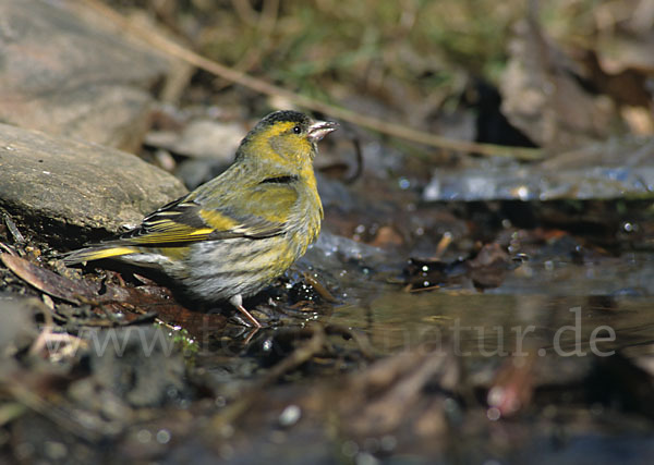 Erlenzeisig (Carduelis spinus)