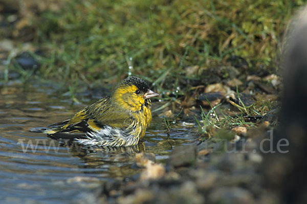 Erlenzeisig (Carduelis spinus)