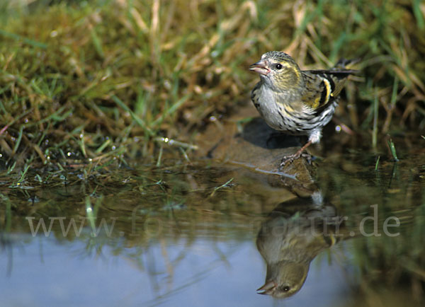 Erlenzeisig (Carduelis spinus)