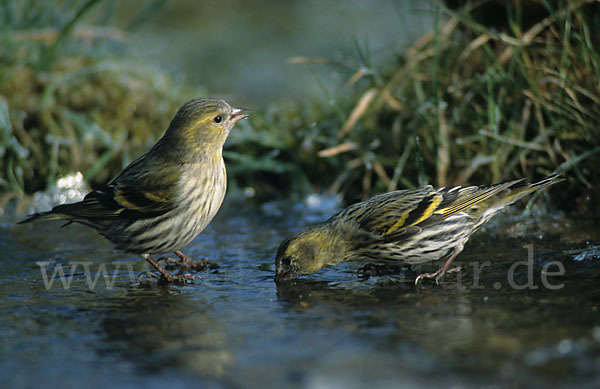 Erlenzeisig (Carduelis spinus)