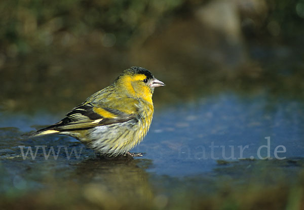 Erlenzeisig (Carduelis spinus)