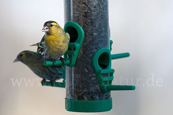 Erlenzeisig (Carduelis spinus)