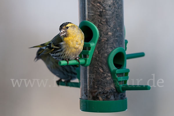 Erlenzeisig (Carduelis spinus)