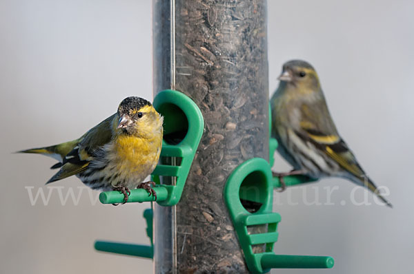 Erlenzeisig (Carduelis spinus)