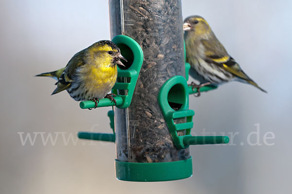 Erlenzeisig (Carduelis spinus)