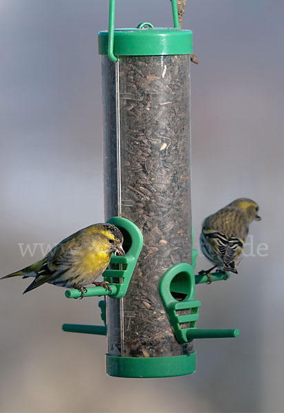 Erlenzeisig (Carduelis spinus)