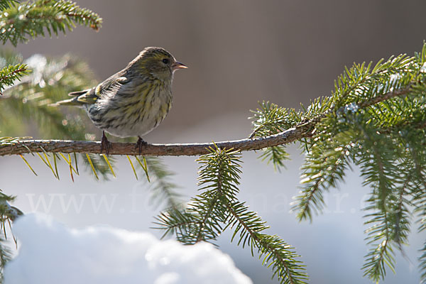 Erlenzeisig (Carduelis spinus)