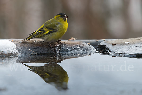 Erlenzeisig (Carduelis spinus)