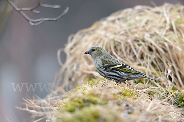 Erlenzeisig (Carduelis spinus)