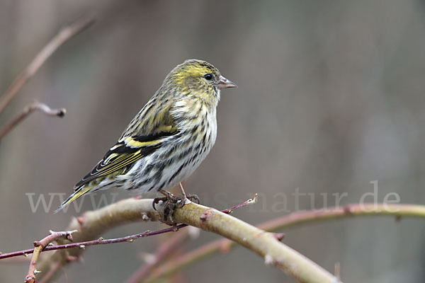 Erlenzeisig (Carduelis spinus)