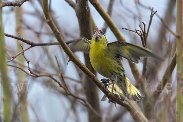 Erlenzeisig (Carduelis spinus)