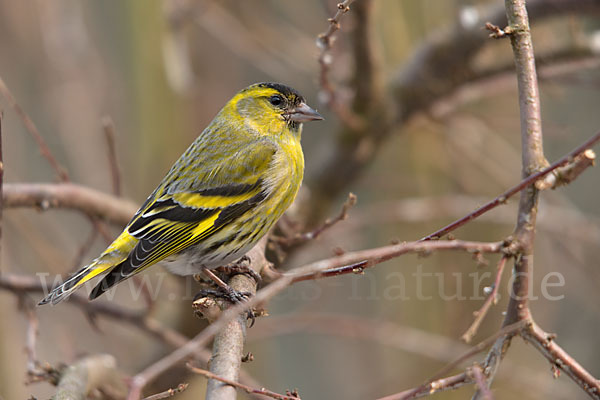 Erlenzeisig (Carduelis spinus)