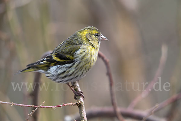 Erlenzeisig (Carduelis spinus)