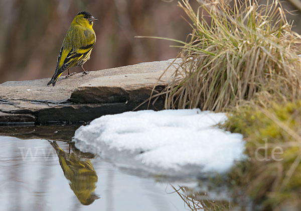 Erlenzeisig (Carduelis spinus)