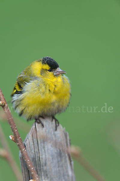 Erlenzeisig (Carduelis spinus)