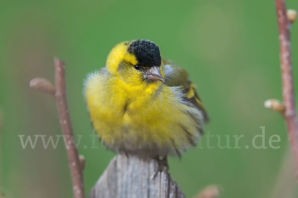 Erlenzeisig (Carduelis spinus)