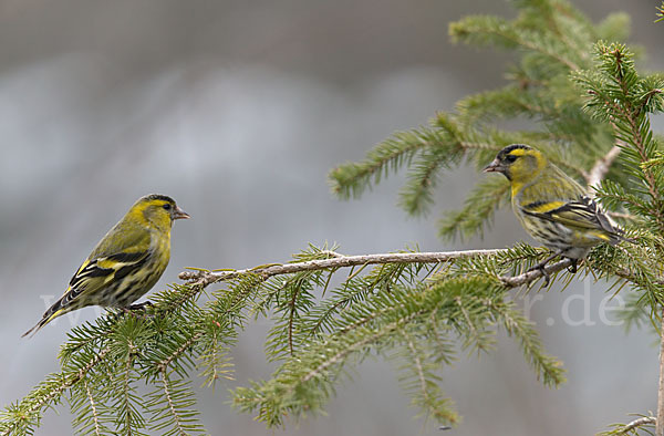 Erlenzeisig (Carduelis spinus)