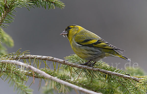 Erlenzeisig (Carduelis spinus)