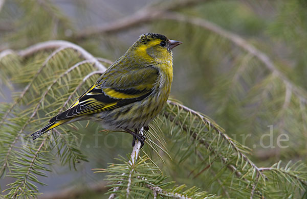 Erlenzeisig (Carduelis spinus)