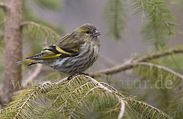 Erlenzeisig (Carduelis spinus)