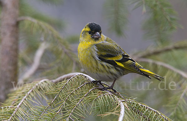 Erlenzeisig (Carduelis spinus)