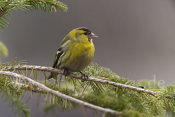 Erlenzeisig (Carduelis spinus)