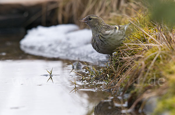 Erlenzeisig (Carduelis spinus)