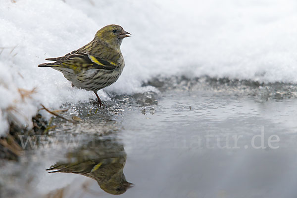 Erlenzeisig (Carduelis spinus)