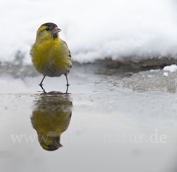 Erlenzeisig (Carduelis spinus)