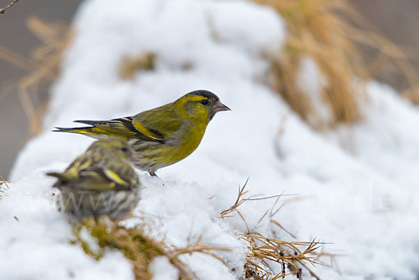 Erlenzeisig (Carduelis spinus)