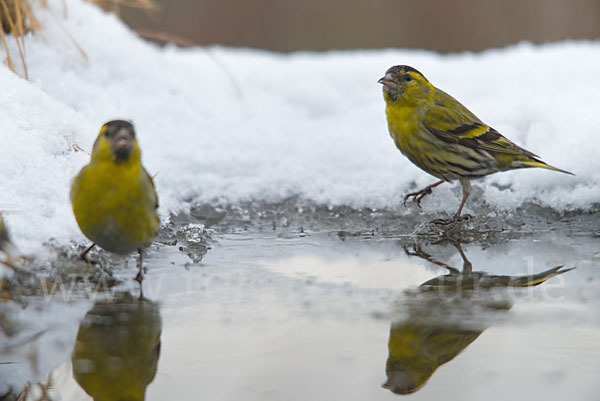 Erlenzeisig (Carduelis spinus)