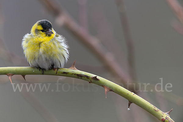 Erlenzeisig (Carduelis spinus)