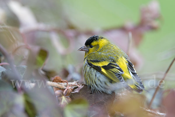 Erlenzeisig (Carduelis spinus)