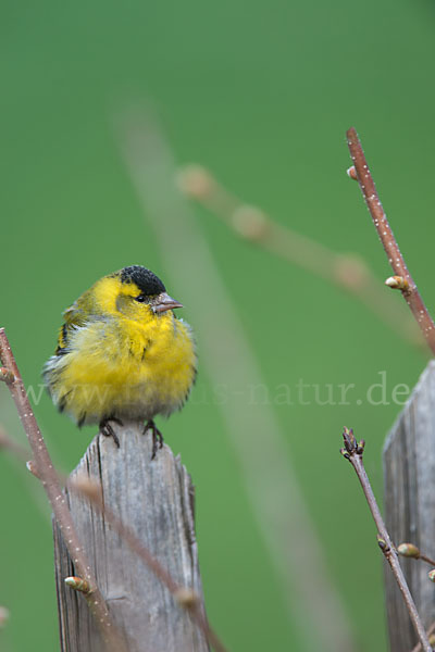 Erlenzeisig (Carduelis spinus)