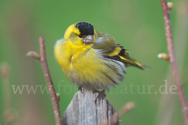 Erlenzeisig (Carduelis spinus)