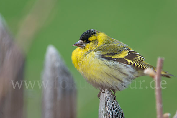 Erlenzeisig (Carduelis spinus)