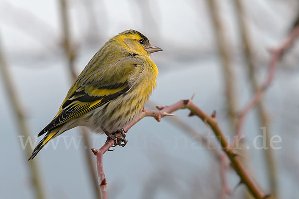 Erlenzeisig (Carduelis spinus)