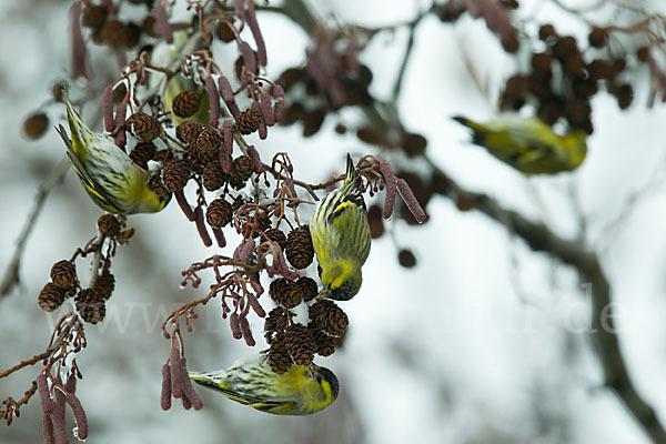 Erlenzeisig (Carduelis spinus)