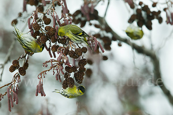 Erlenzeisig (Carduelis spinus)