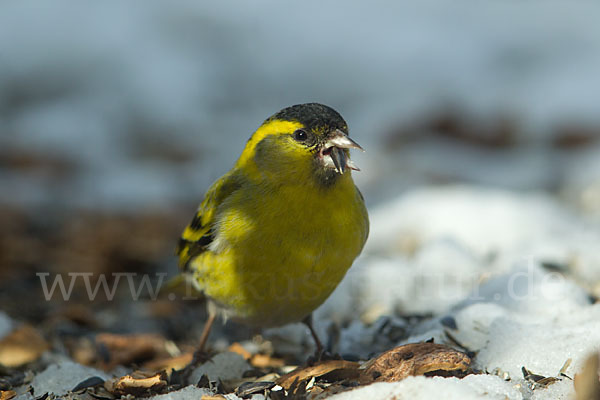 Erlenzeisig (Carduelis spinus)