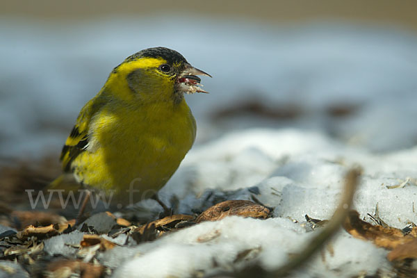 Erlenzeisig (Carduelis spinus)