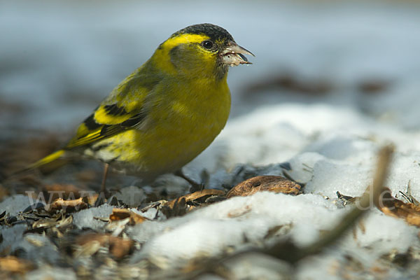 Erlenzeisig (Carduelis spinus)