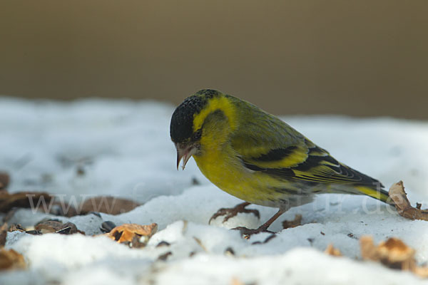 Erlenzeisig (Carduelis spinus)