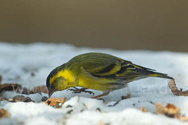 Erlenzeisig (Carduelis spinus)