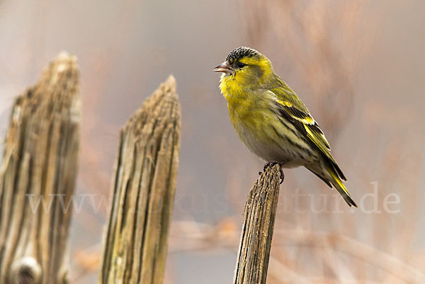 Erlenzeisig (Carduelis spinus)