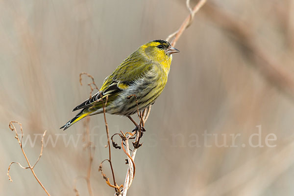 Erlenzeisig (Carduelis spinus)