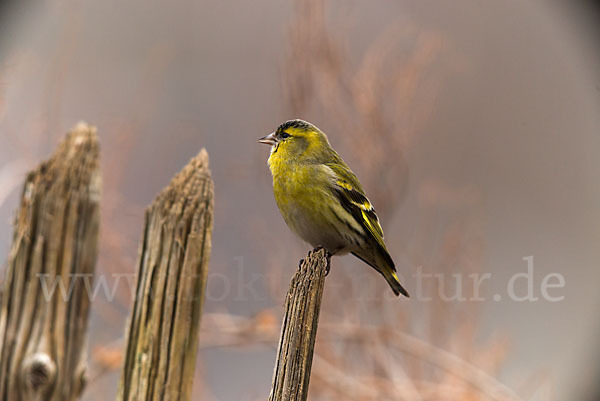 Erlenzeisig (Carduelis spinus)